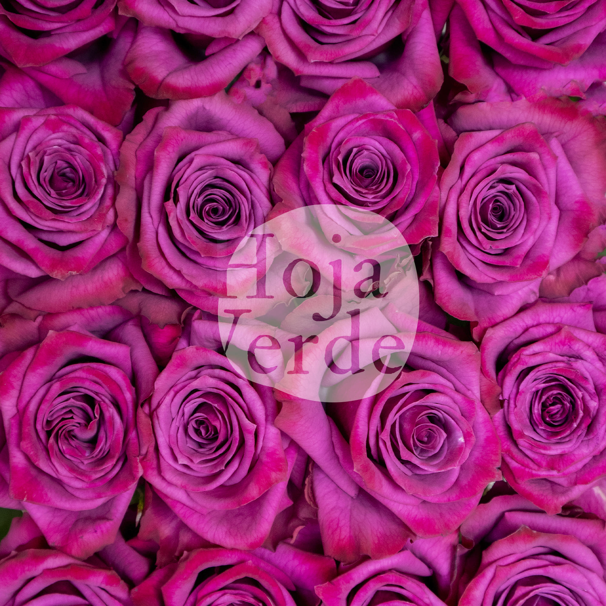 Blueberry rose by Hoja Verde, vibrant purple cut rose from Ecuador