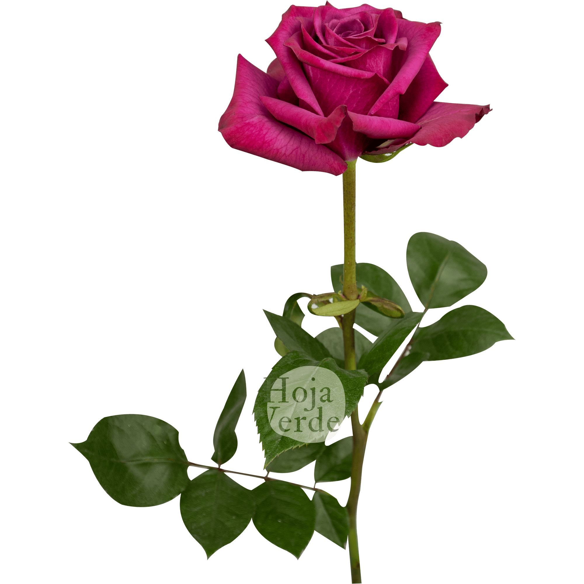 Blueberry rose by Hoja Verde, vibrant purple cut rose from Ecuador