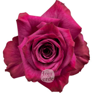 Blueberry rose by Hoja Verde, vibrant purple cut rose from Ecuador