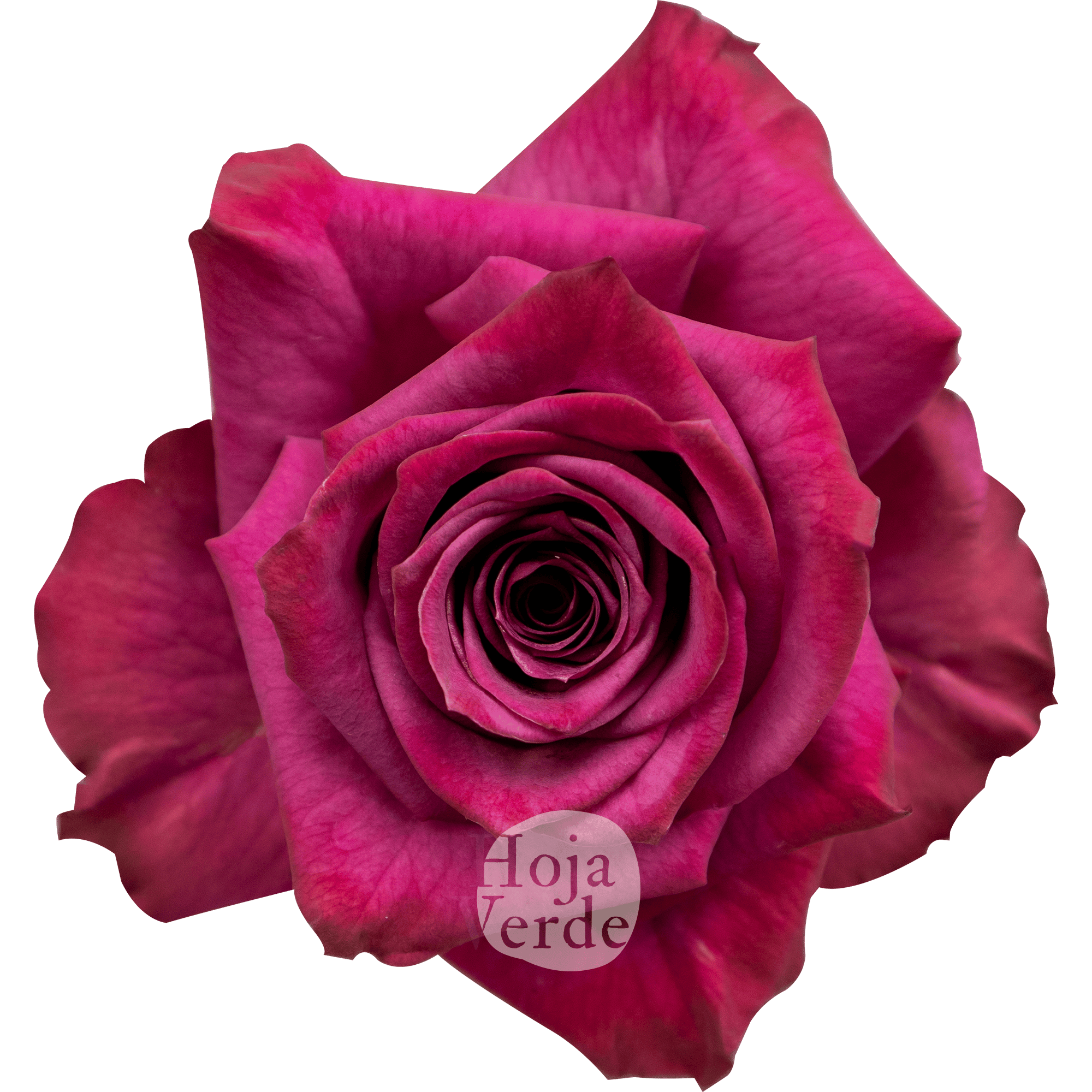Blueberry rose by Hoja Verde, vibrant purple cut rose from Ecuador