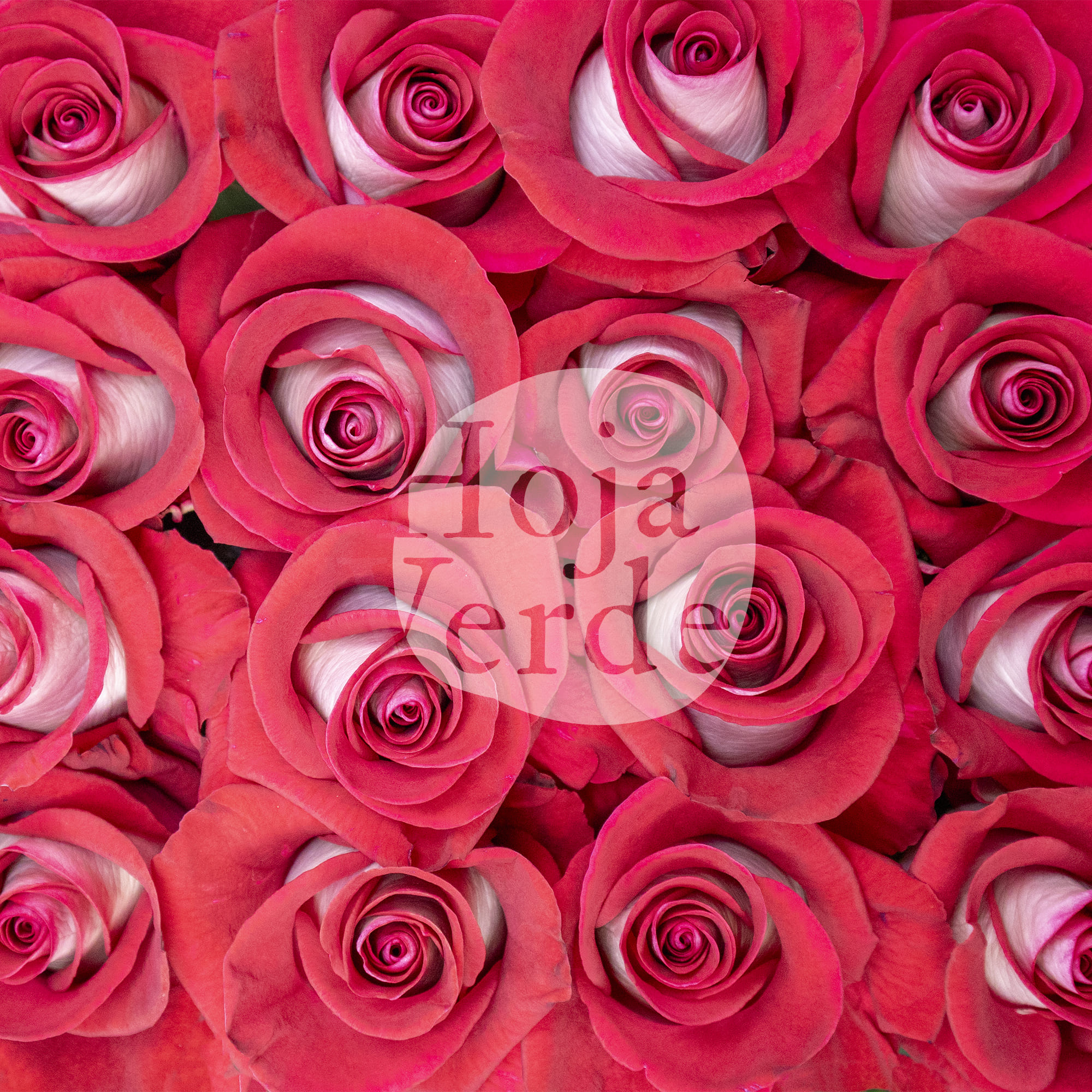 Blues bicolor rose by Hoja Verde, white petals with red edges