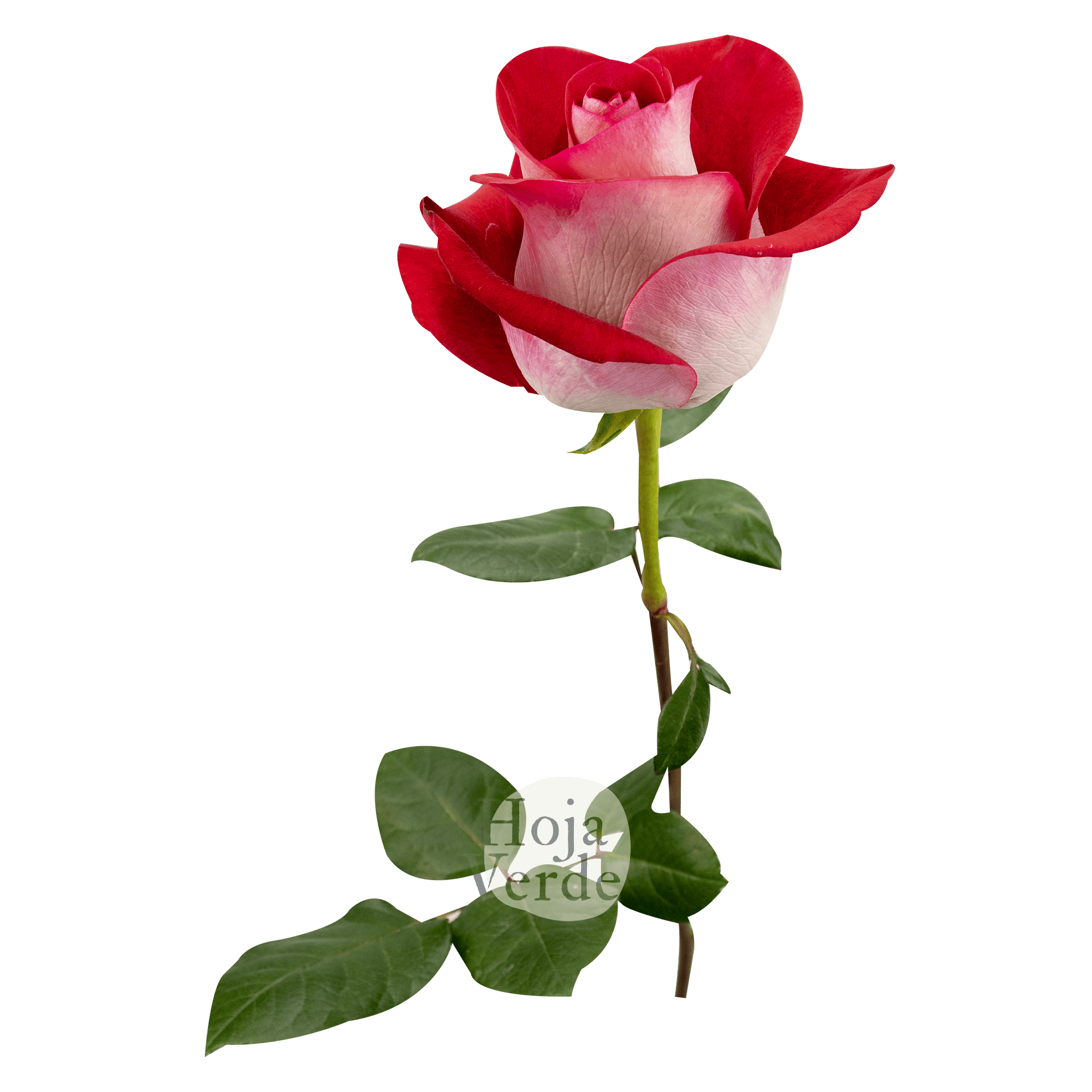 Blues bicolor rose by Hoja Verde, white petals with red edges