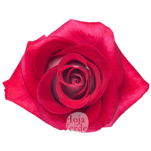 Blues bicolor rose by Hoja Verde, white petals with red edges