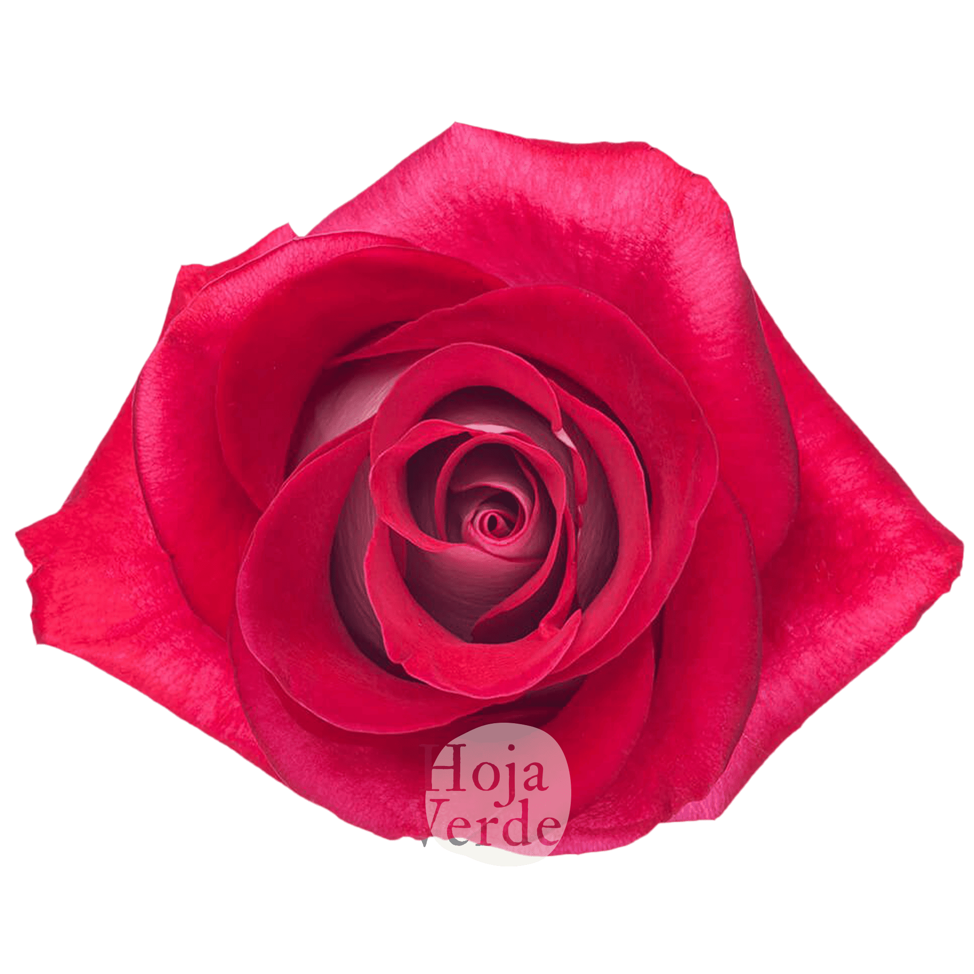Blues bicolor rose by Hoja Verde, white petals with red edges
