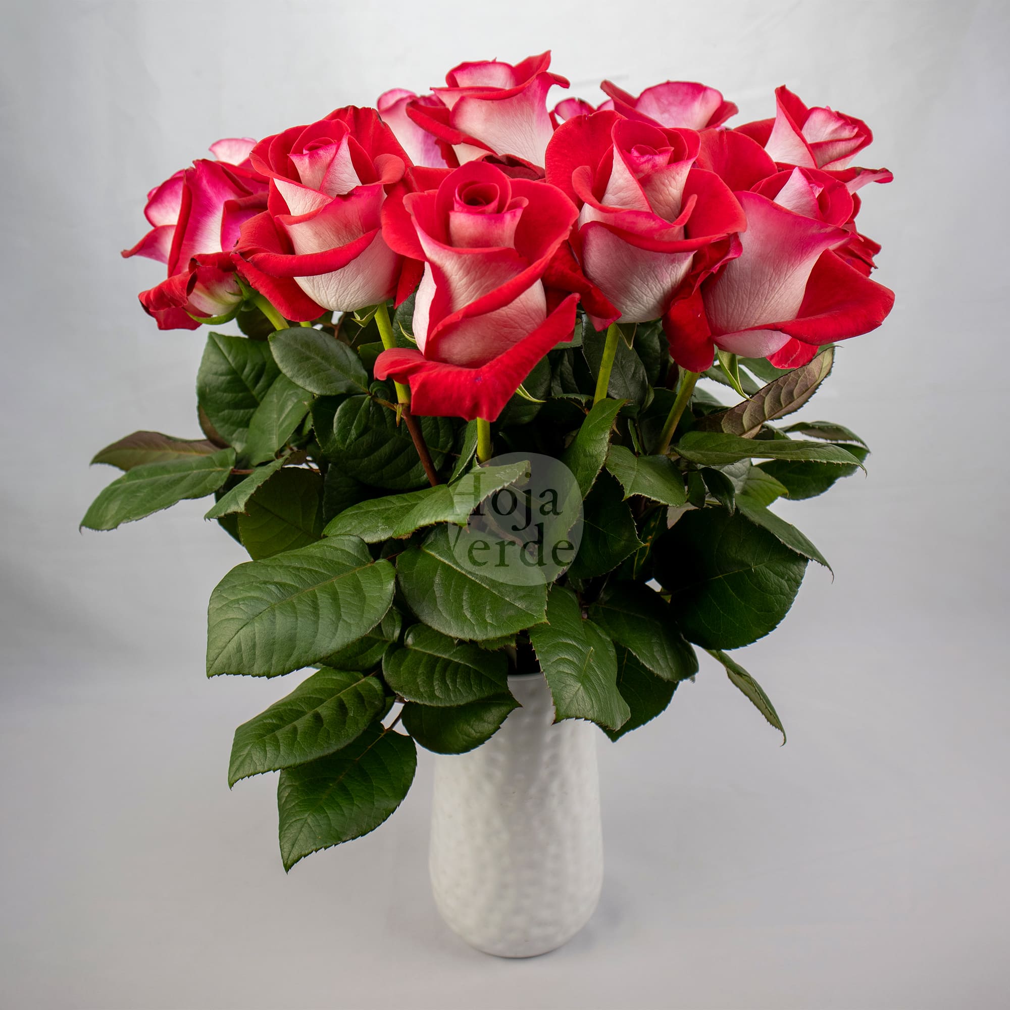 Blues bicolor rose by Hoja Verde, white petals with red edges