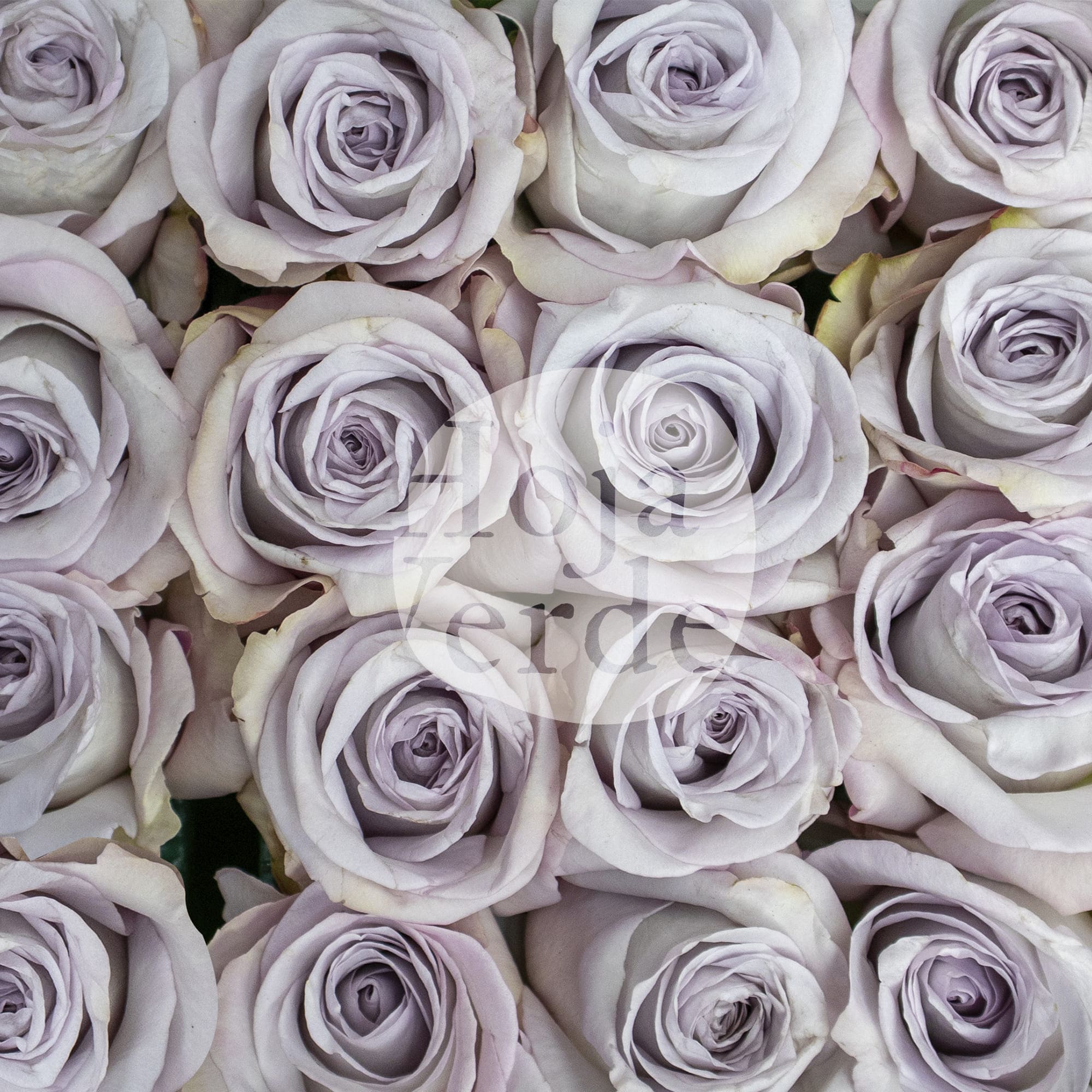 Bounty Way by Hoja Verde, Ecuadorian rose in soft lavender-grey tones with spiral-shaped blooms