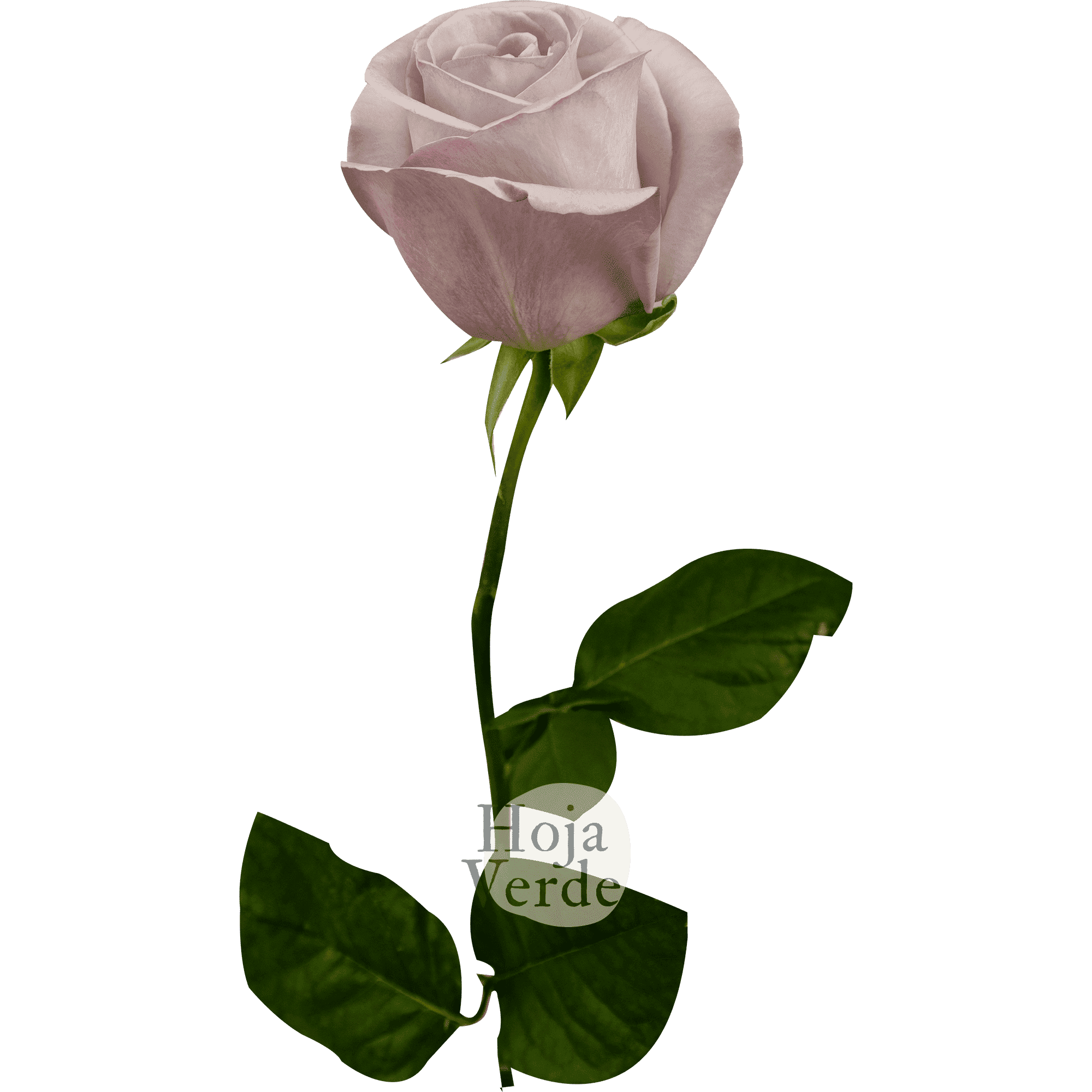 Bounty Way by Hoja Verde, Ecuadorian rose in soft lavender-grey tones with spiral-shaped blooms