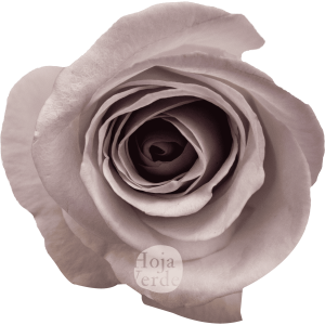 Bounty Way by Hoja Verde, Ecuadorian rose in soft lavender-grey tones with spiral-shaped blooms