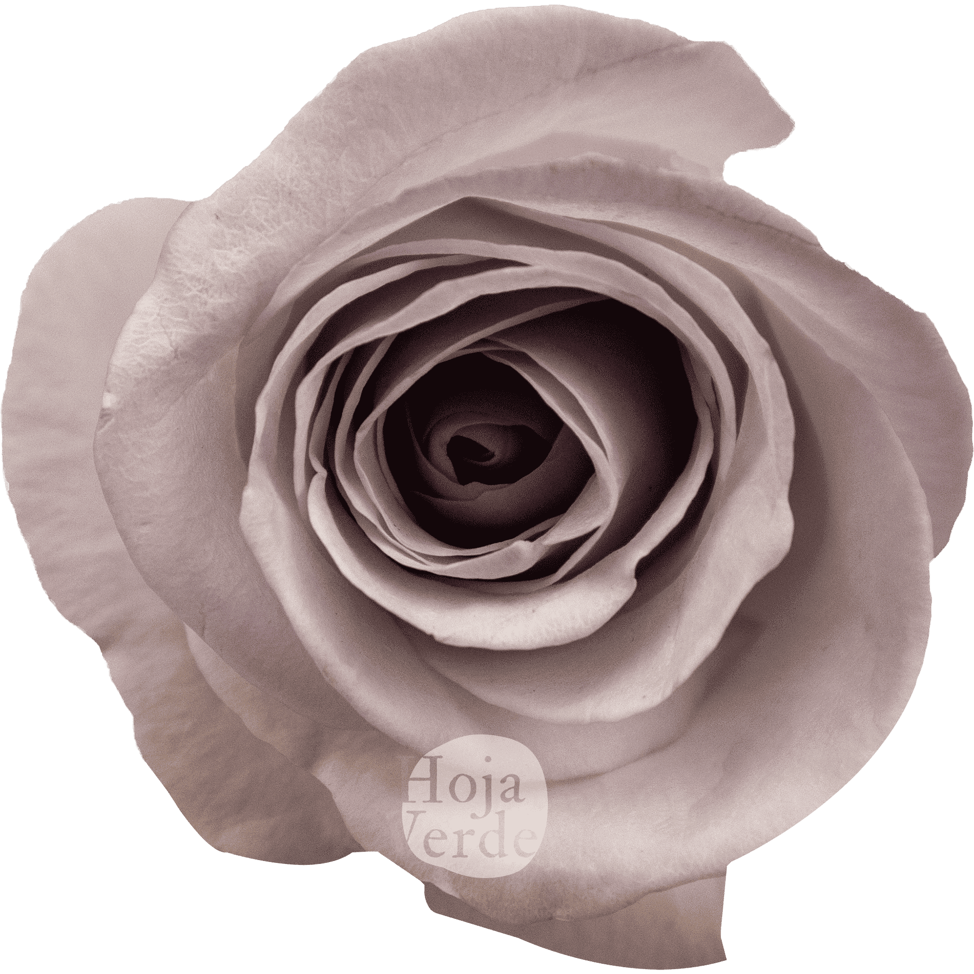 Bounty Way by Hoja Verde, Ecuadorian rose in soft lavender-grey tones with spiral-shaped blooms