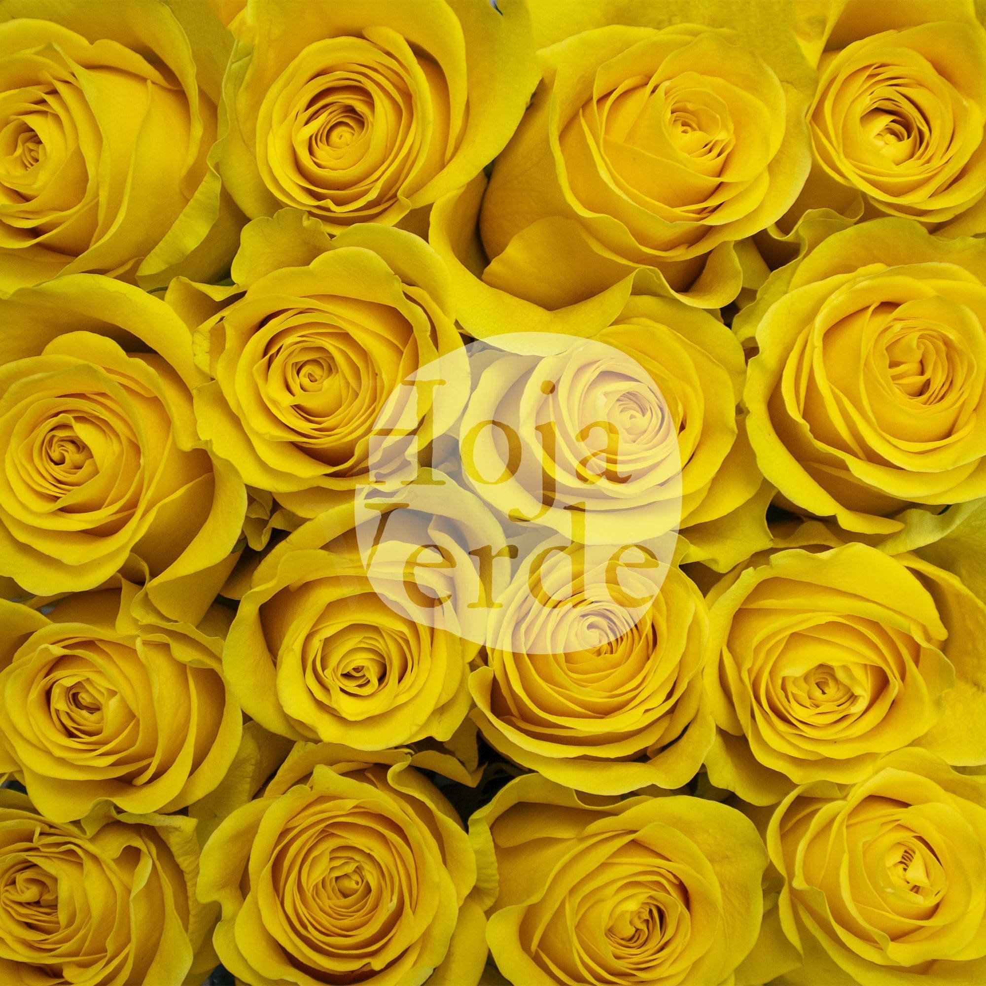 Brighton by Hoja Verde is an intense golden-yellow rose and classic spiral shape.