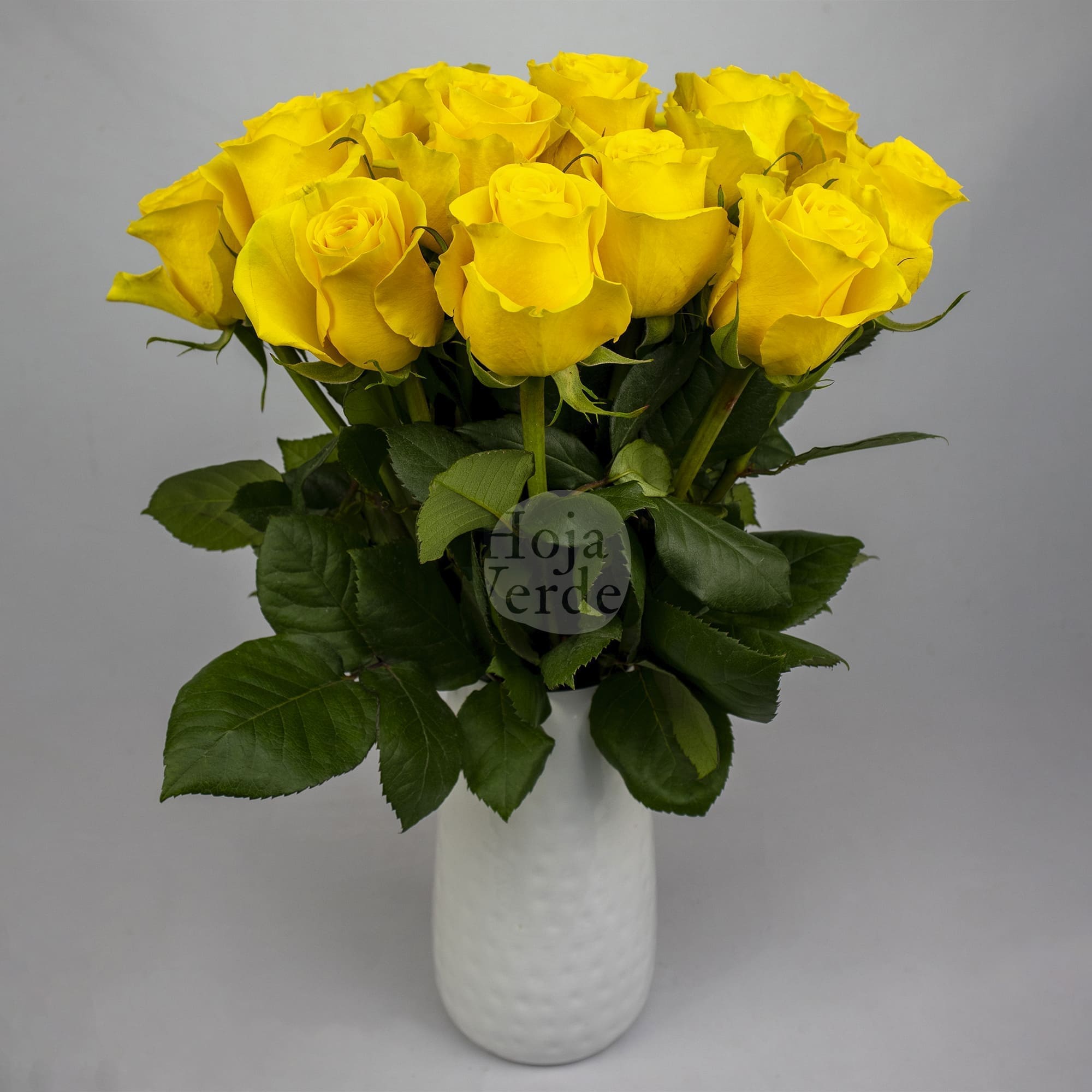 Brighton by Hoja Verde is an intense golden-yellow rose and classic spiral shape.