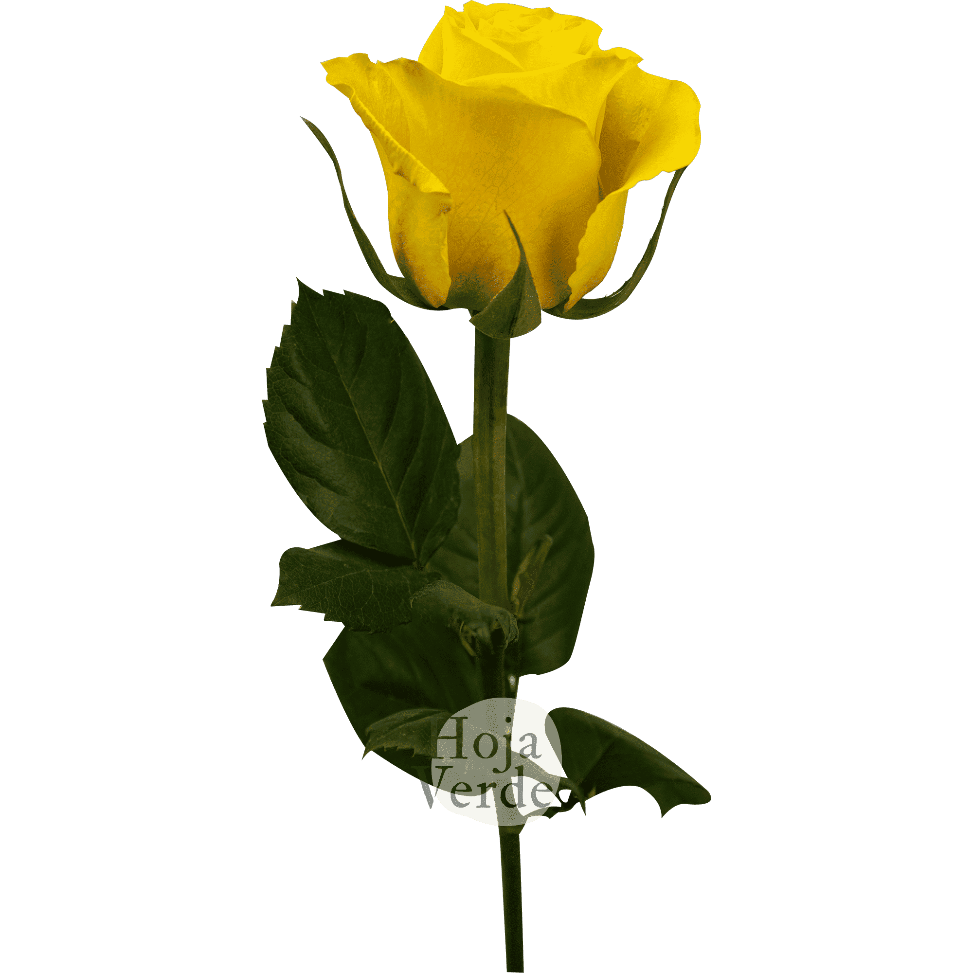 Brighton by Hoja Verde is an intense golden-yellow rose and classic spiral shape.