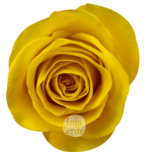 Brighton by Hoja Verde is an intense golden-yellow rose and classic spiral shape.