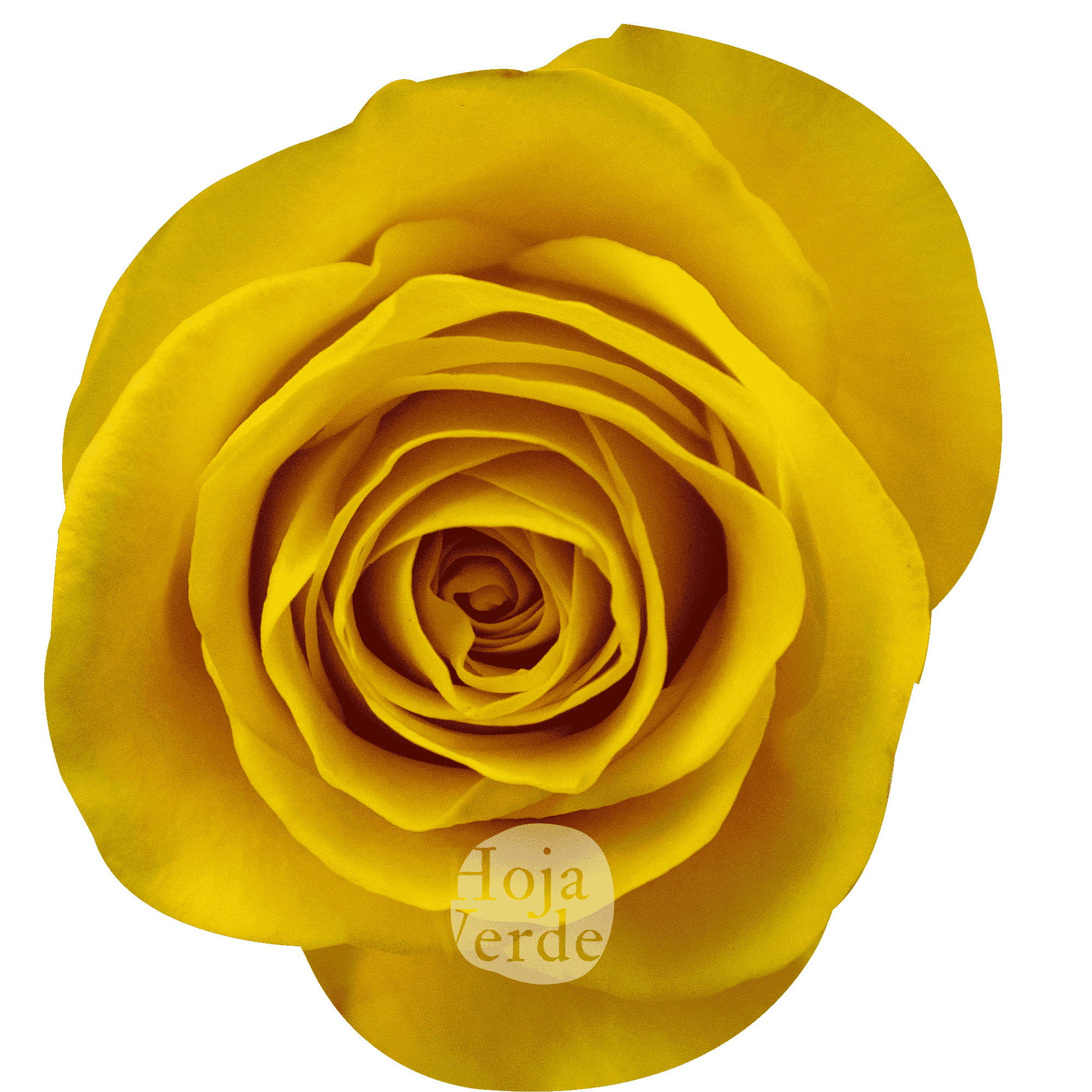Brighton by Hoja Verde is an intense golden-yellow rose and classic spiral shape.
