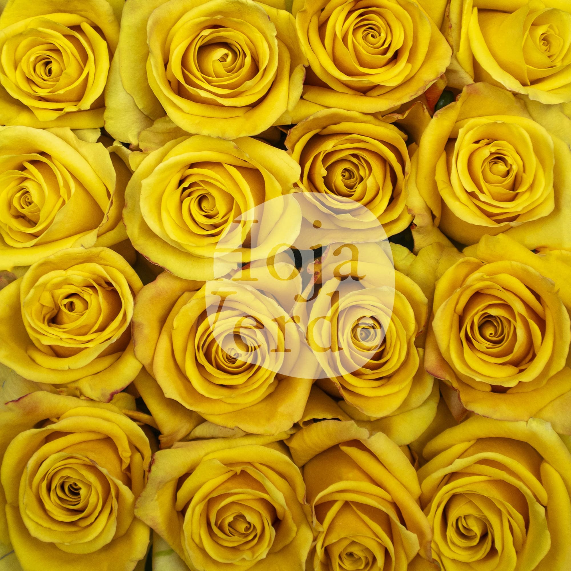Bumblebee rose by Hoja Verde featuring a bold mustard yellow hue