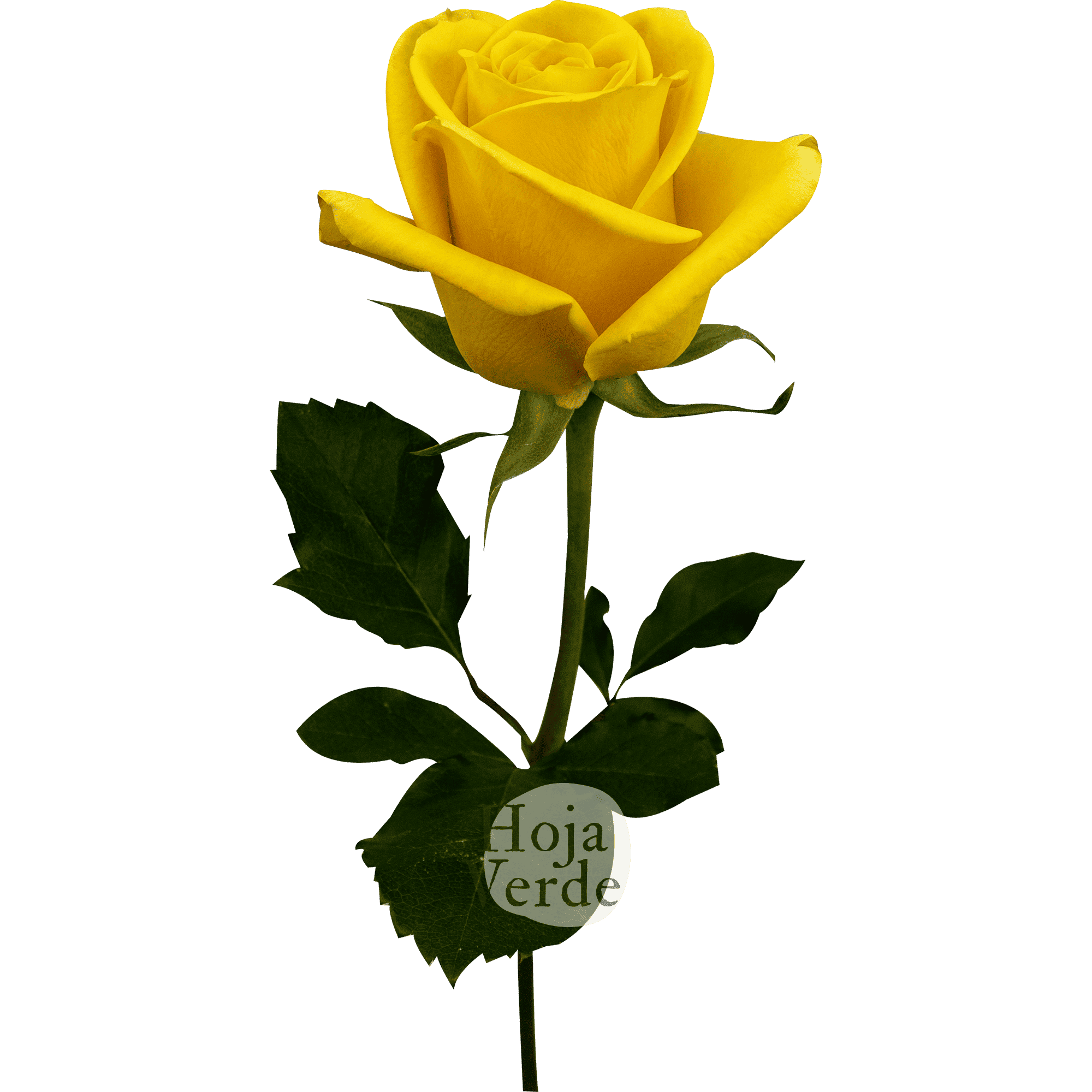 Bumblebee rose by Hoja Verde featuring a bold mustard yellow hue