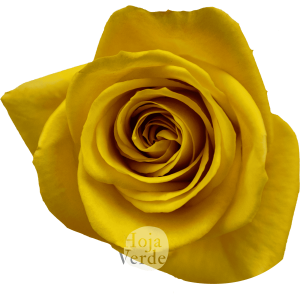 Bumblebee rose by Hoja Verde featuring a bold mustard yellow hue