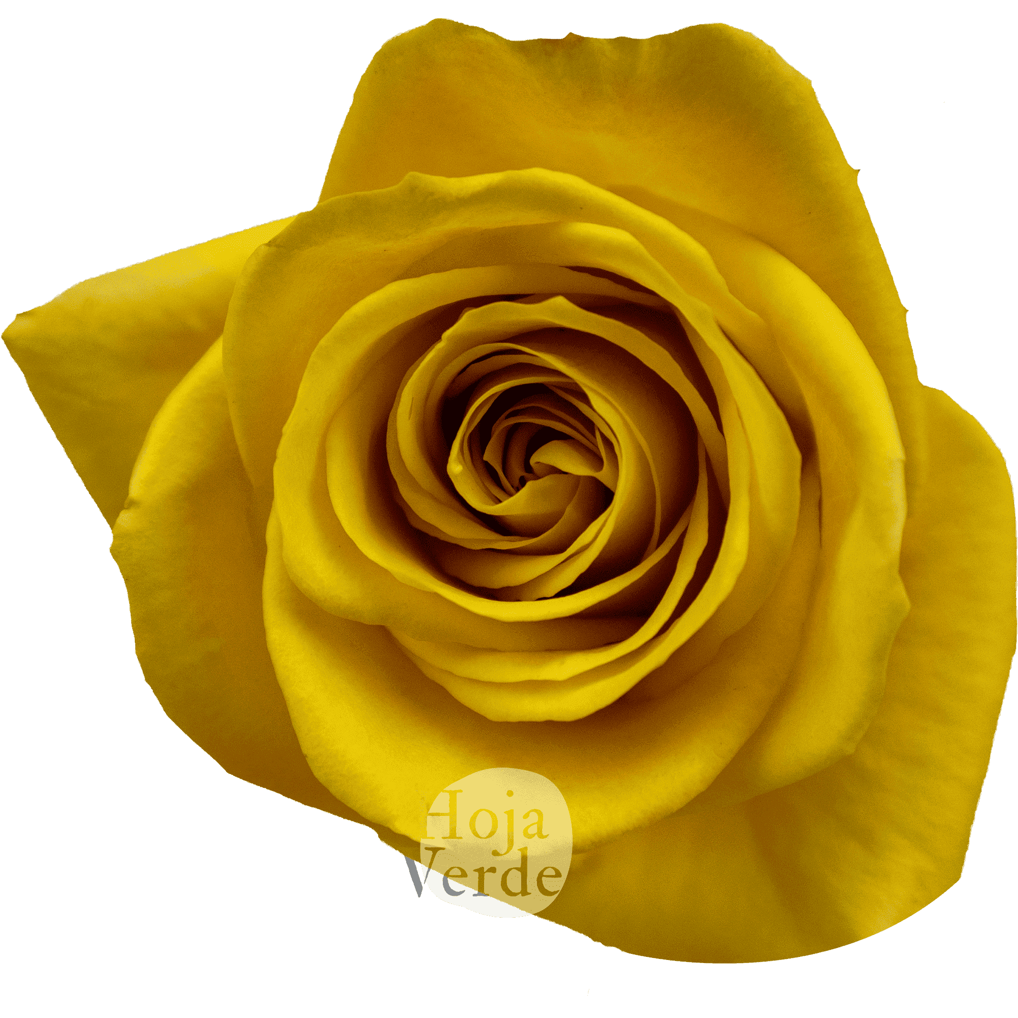 Bumblebee rose by Hoja Verde featuring a bold mustard yellow hue