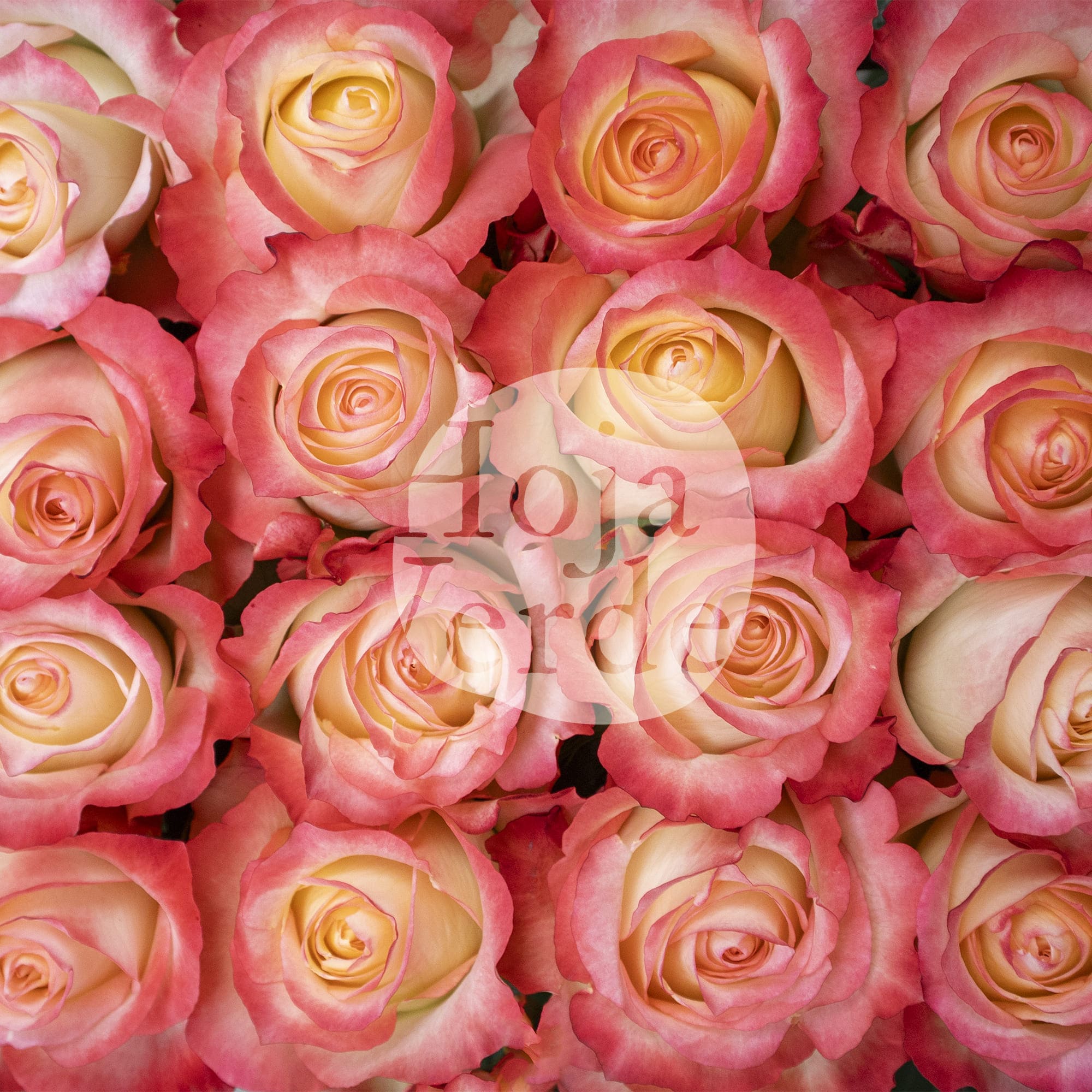 Cabaret rose by Hoja Verde featuring a brick-red rim, creamy outer petals, and a delicate yellow center spiral
