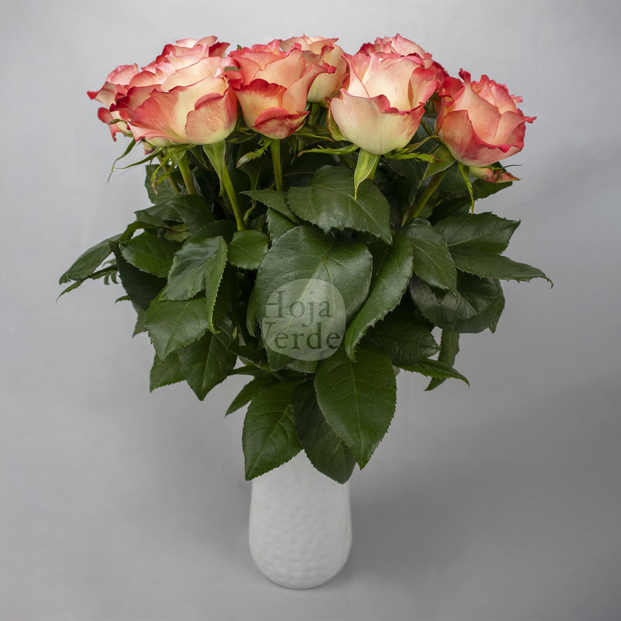 Cabaret rose by Hoja Verde featuring a brick-red rim, creamy outer petals, and a delicate yellow center spiral