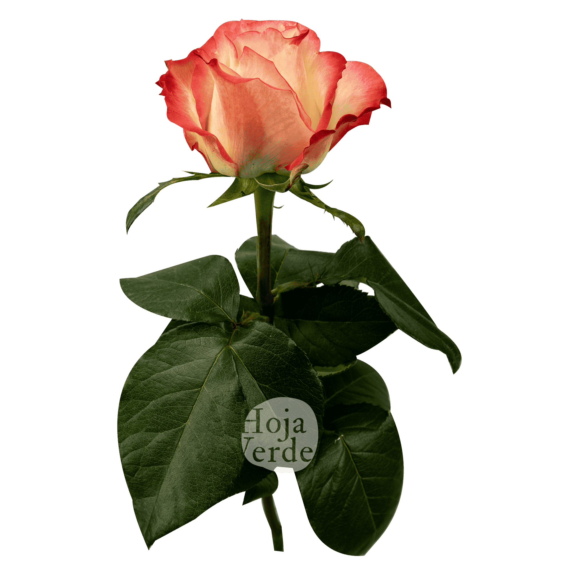 Cabaret rose by Hoja Verde featuring a brick-red rim, creamy outer petals, and a delicate yellow center spiral