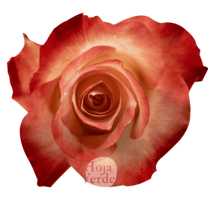 Cabaret rose by Hoja Verde featuring a brick-red rim, creamy outer petals, and a delicate yellow center spiral