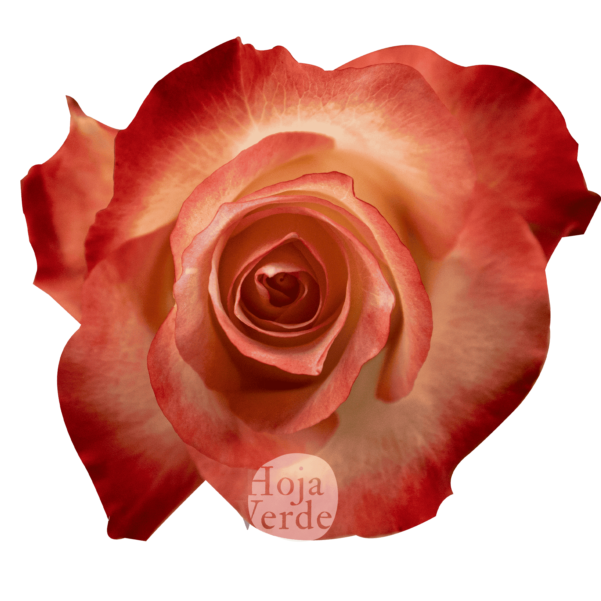 Cabaret rose by Hoja Verde featuring a brick-red rim, creamy outer petals, and a delicate yellow center spiral
