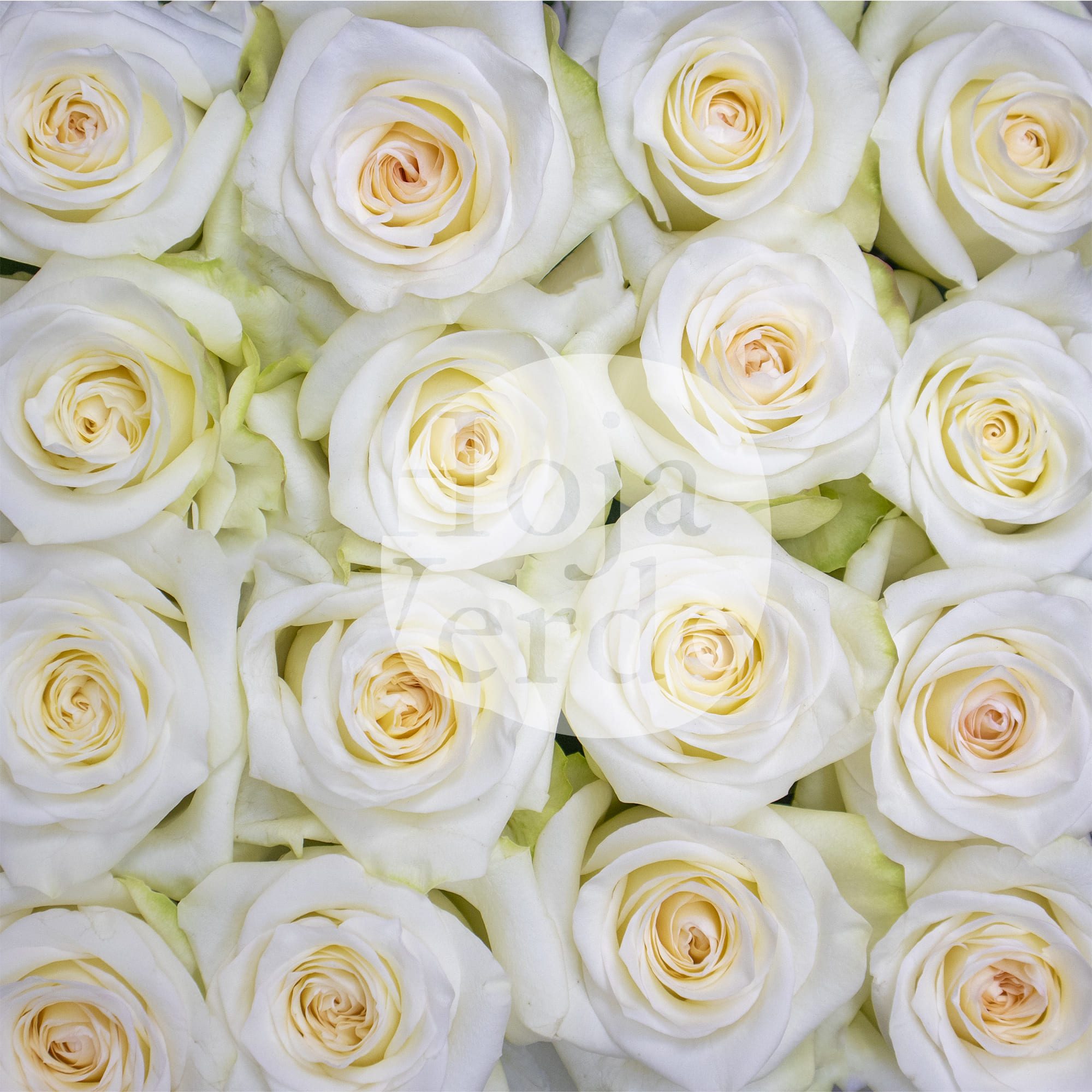 Candlelight nude rose from Ecuador by Hoja Verde Roses