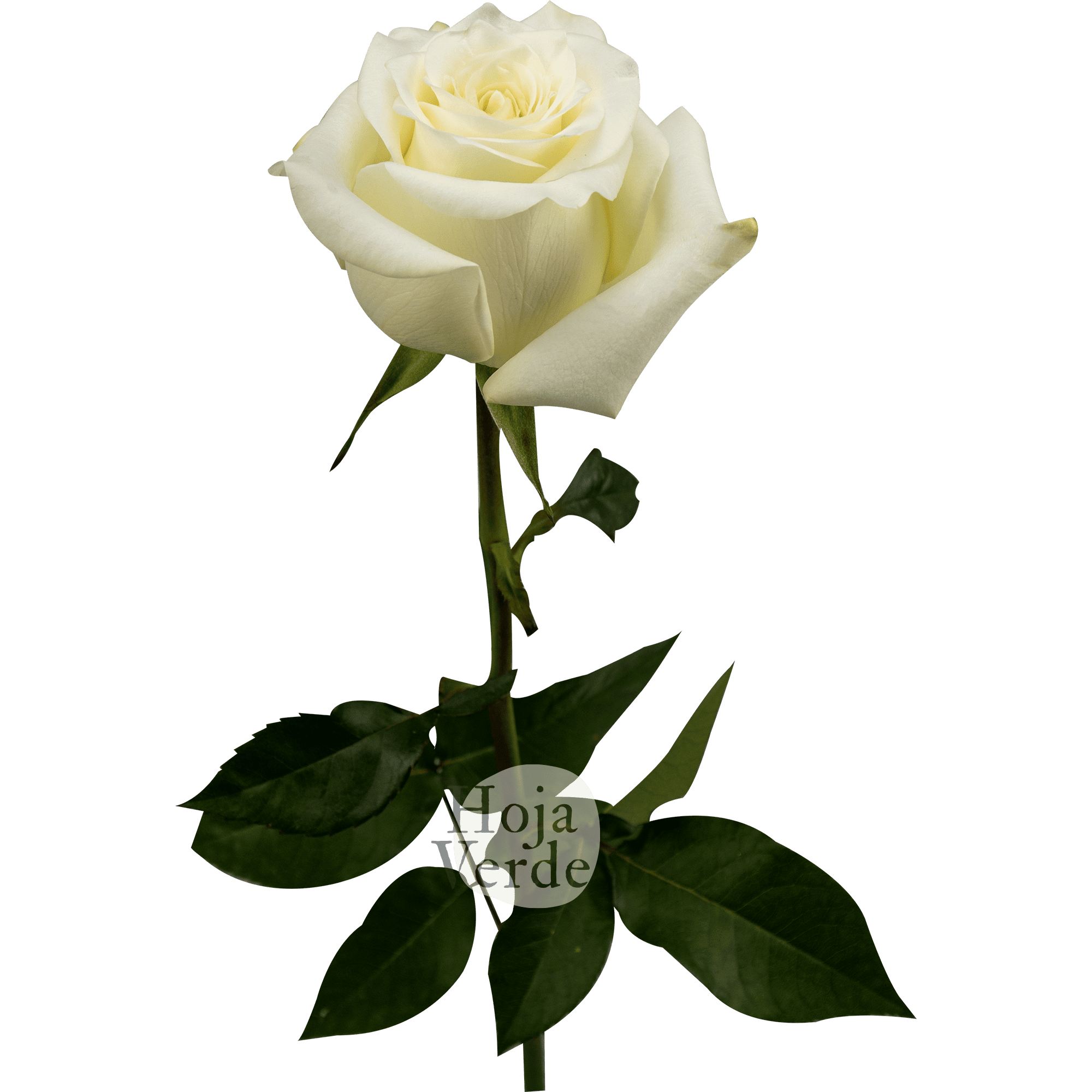 Candlelight nude rose from Ecuador by Hoja Verde Roses