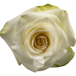 Candlelight nude rose from Ecuador by Hoja Verde Roses