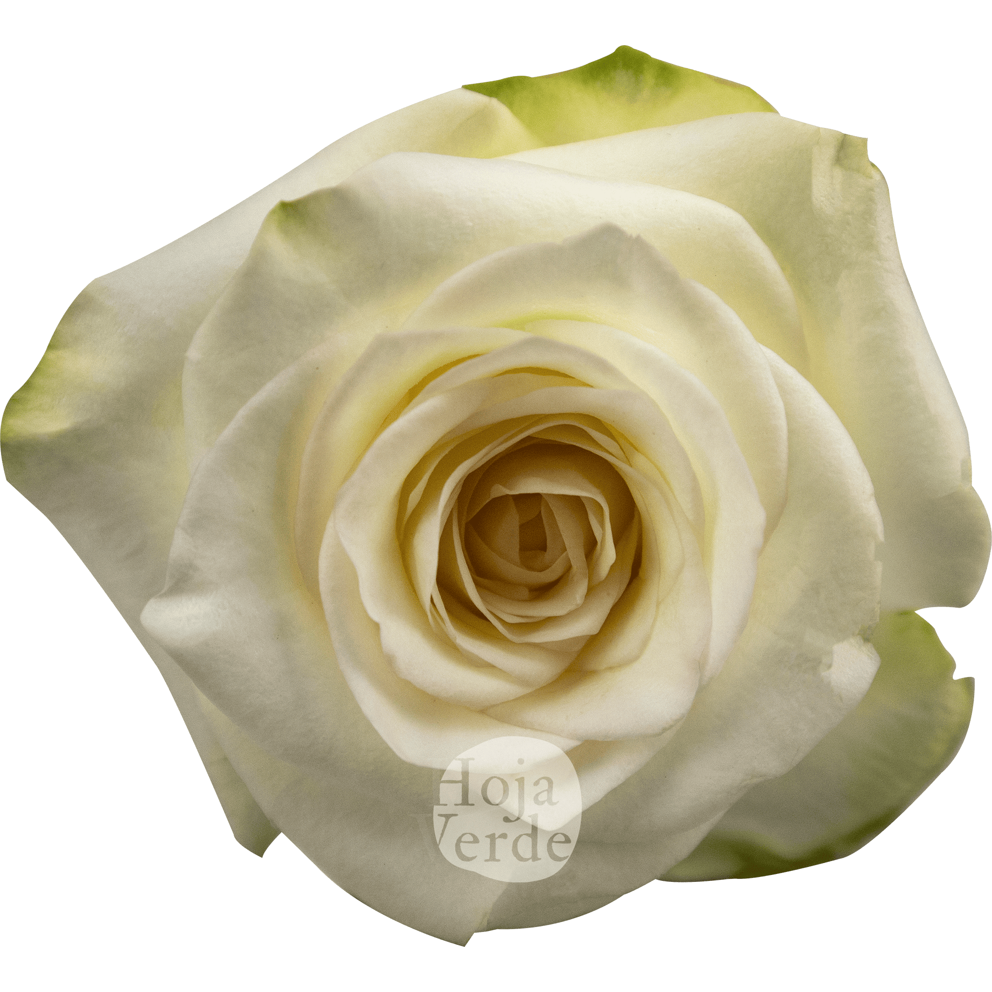 Candlelight nude rose from Ecuador by Hoja Verde Roses
