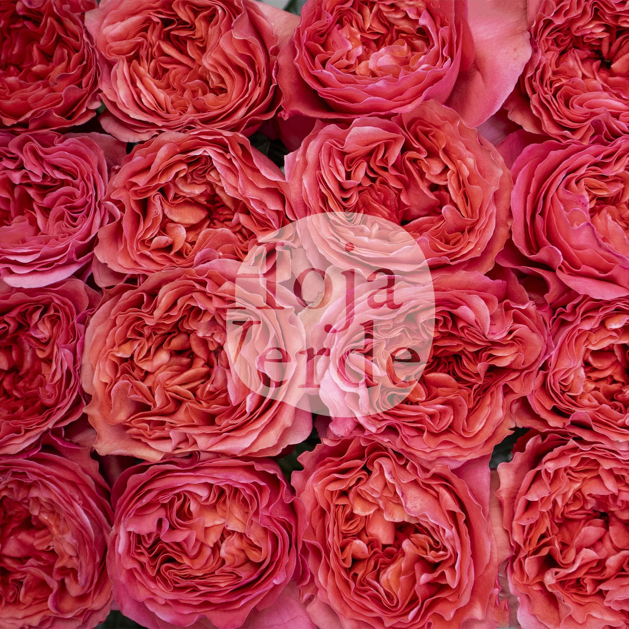 Candy X-pression by Hoja Verde with ruffled petals in vibrant raspberry and deep coral tones with a romantic garden-style shape