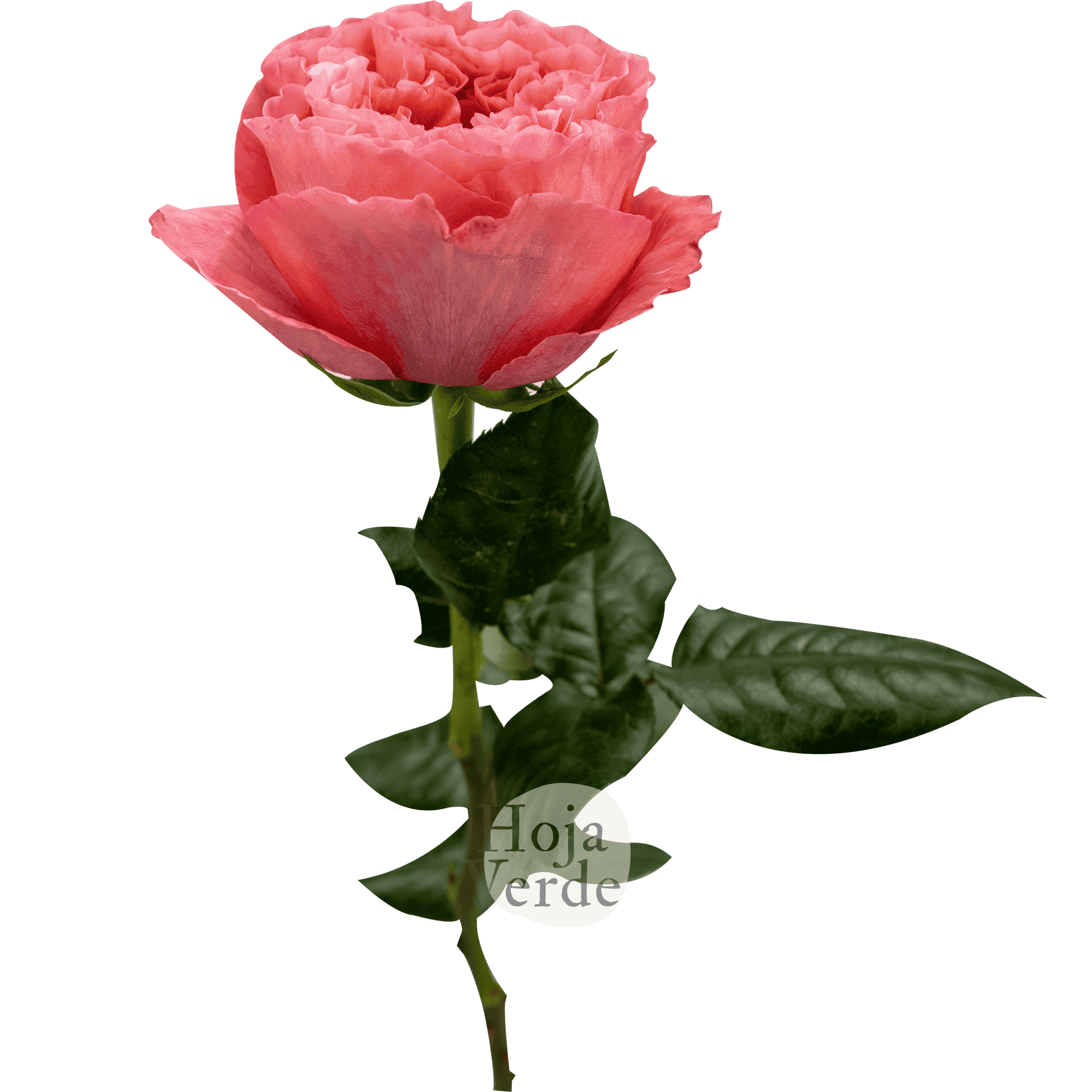 Candy X-pression by Hoja Verde with ruffled petals in vibrant raspberry and deep coral tones with a romantic garden-style shape