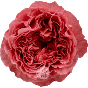 Candy X-pression by Hoja Verde with ruffled petals in vibrant raspberry and deep coral tones with a romantic garden-style shape