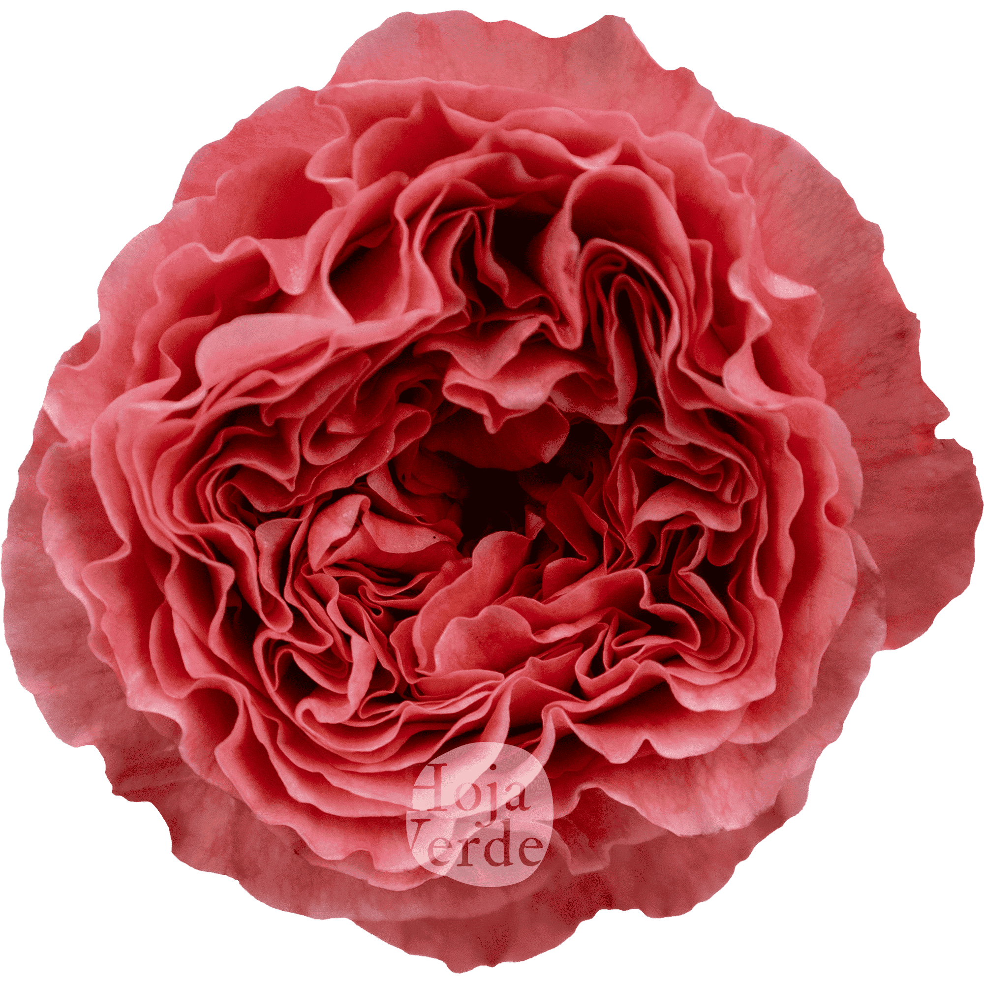 Candy X-pression by Hoja Verde with ruffled petals in vibrant raspberry and deep coral tones with a romantic garden-style shape