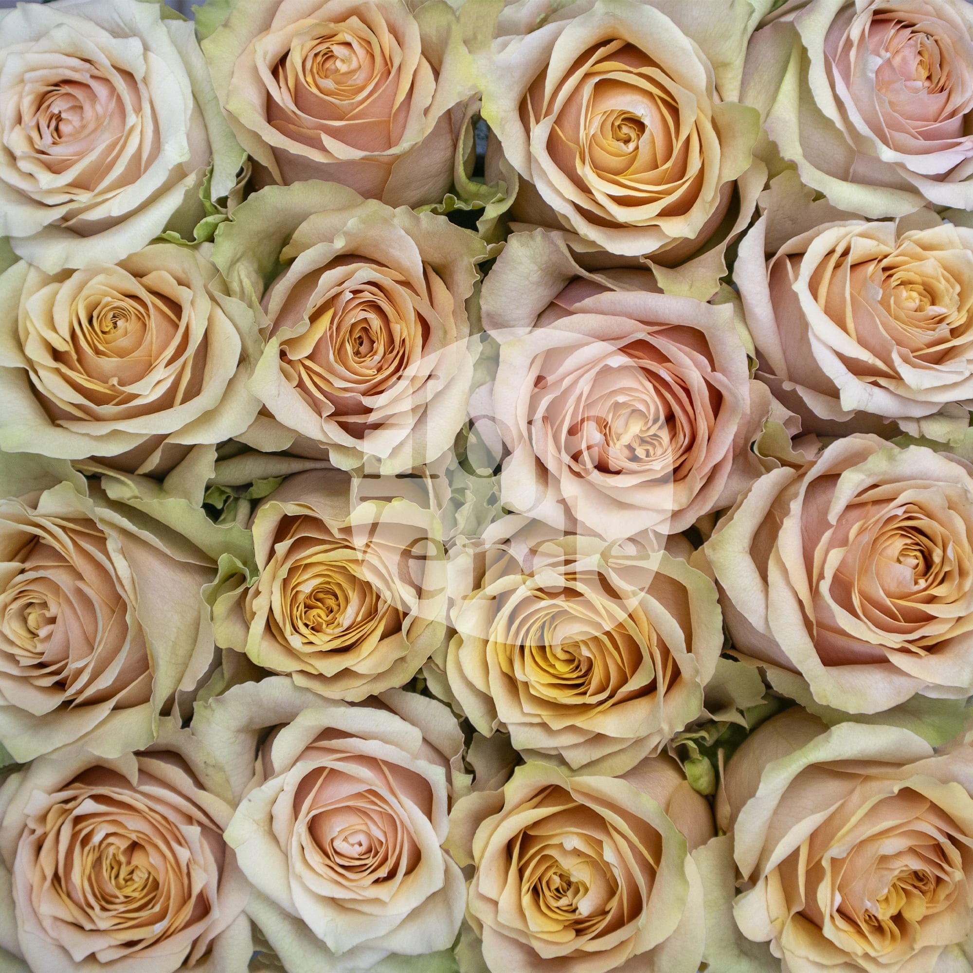 Caramel Macchiato by Hoja Verde, warm caramel-toned rose