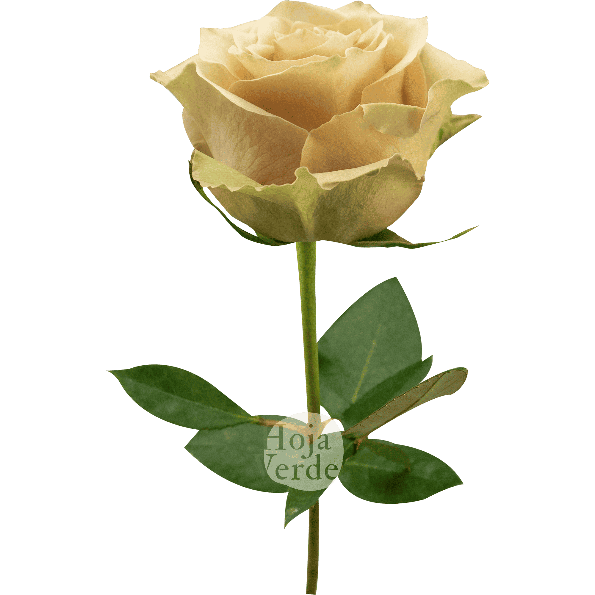 Caramel Macchiato by Hoja Verde, warm caramel-toned rose