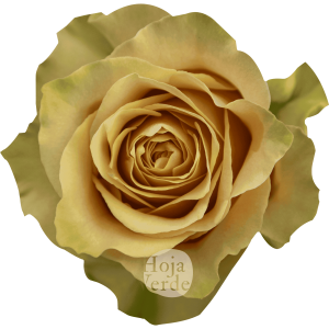 Caramel Macchiato by Hoja Verde, warm caramel-toned rose