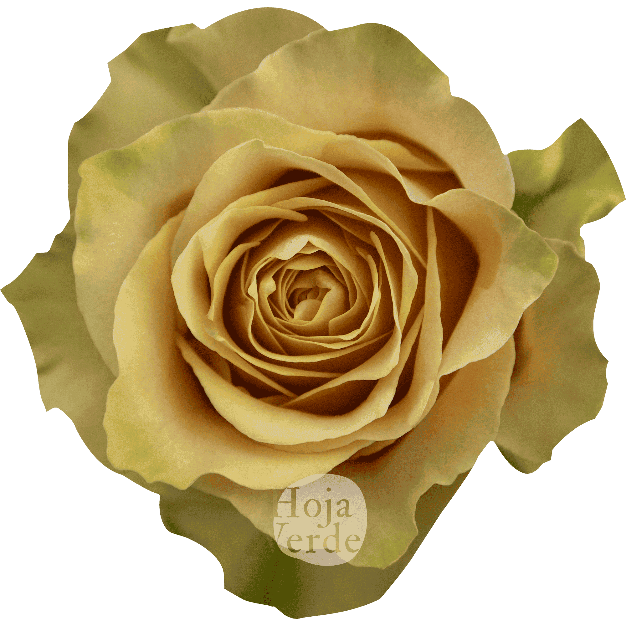 Caramel Macchiato by Hoja Verde, warm caramel-toned rose