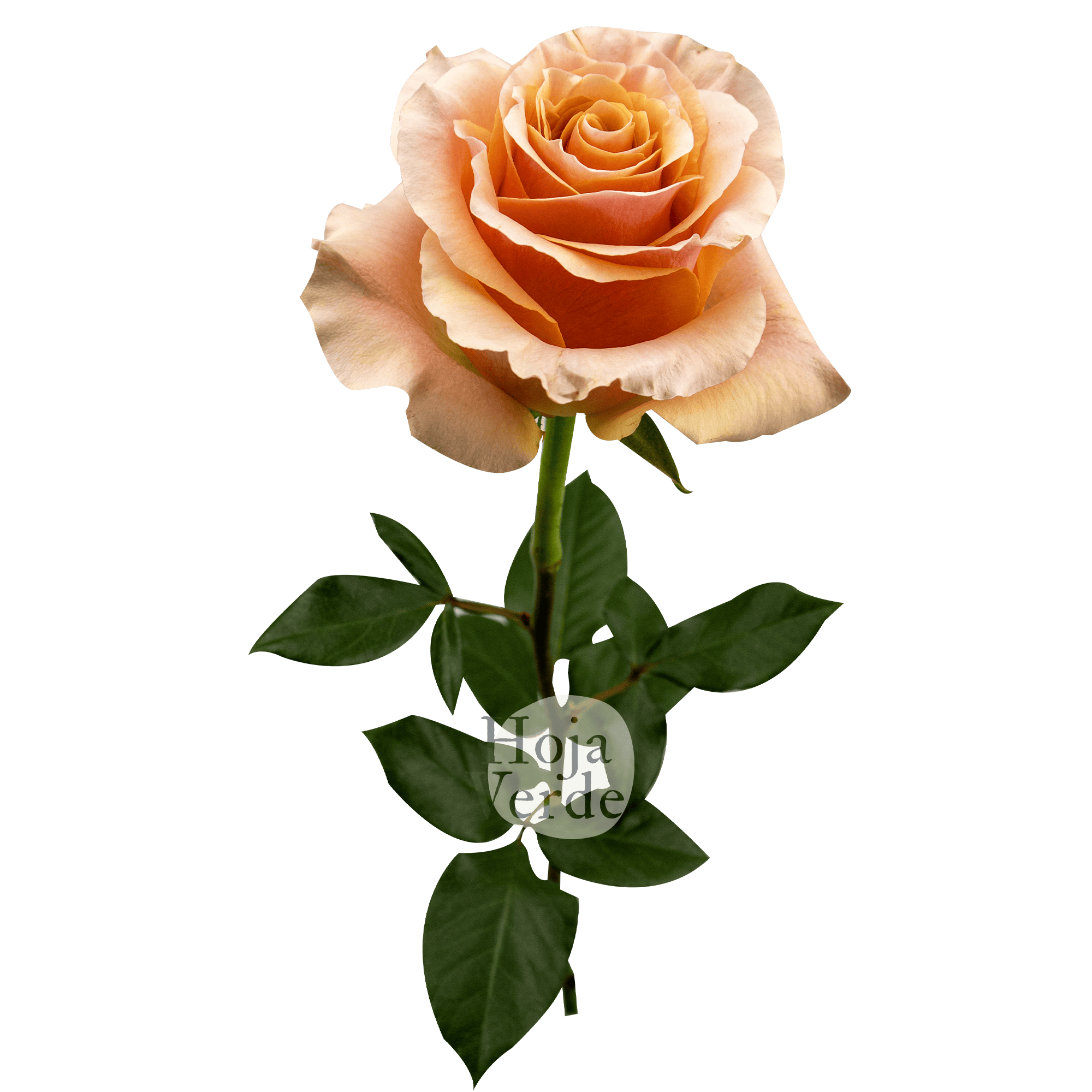 Carpe Diem vibrant peach rose by Hoja Verde with ruffled petals