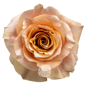 Carpe Diem vibrant peach rose by Hoja Verde with ruffled petals