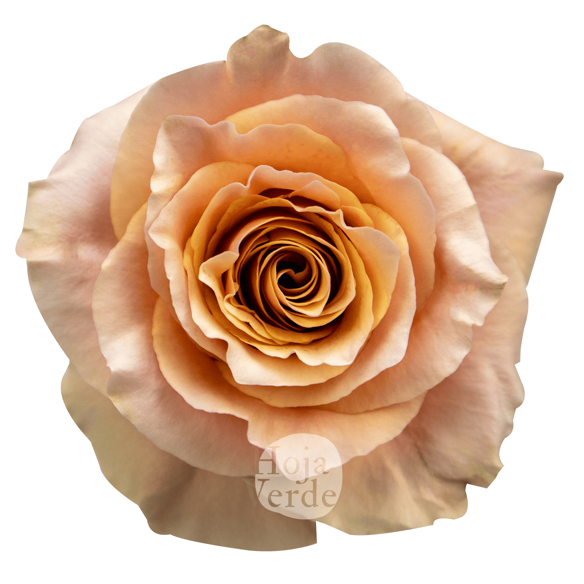 Carpe Diem vibrant peach rose by Hoja Verde with ruffled petals
