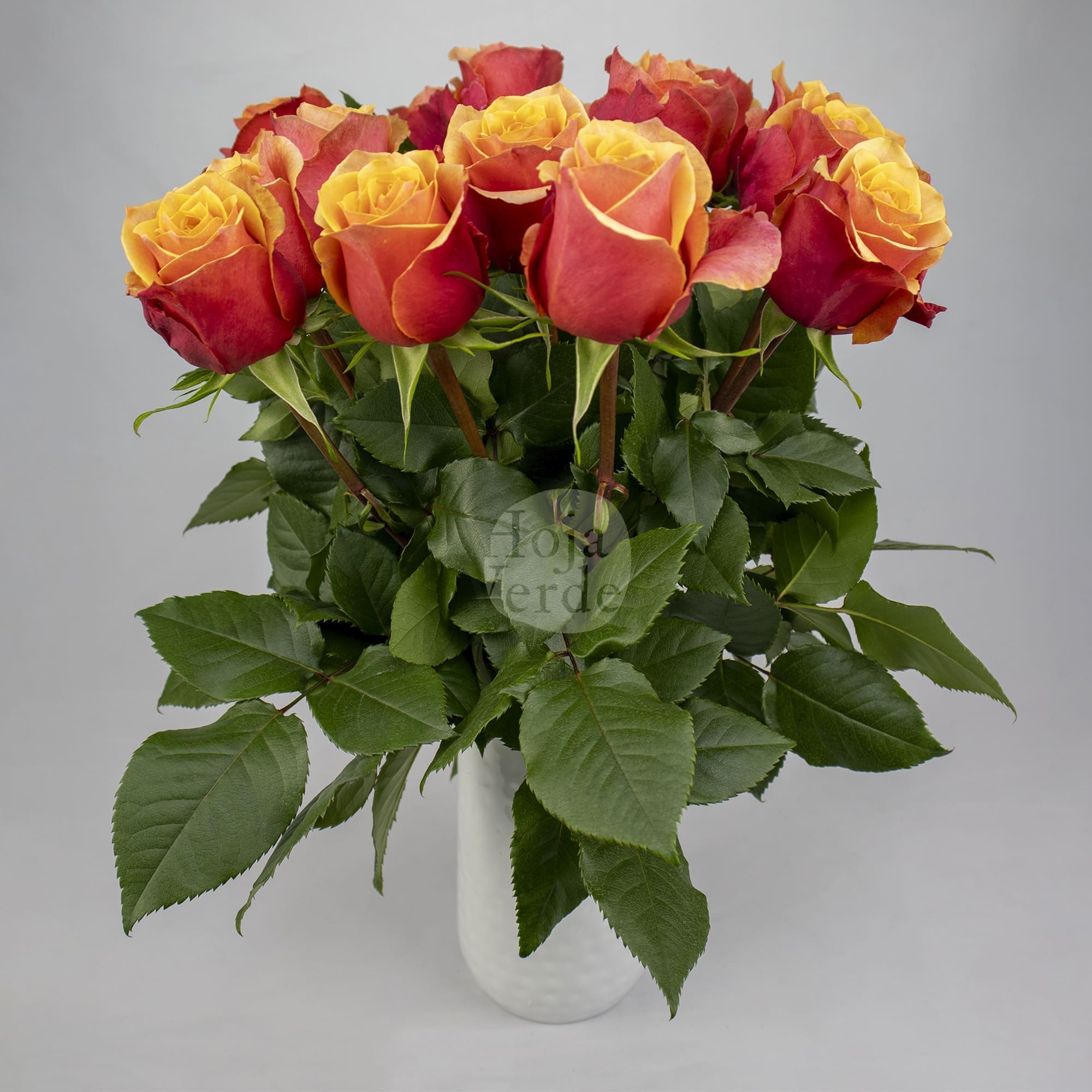 Cherry Brandy – Bicolor Yellow & Crimson Rose by Hoja Verde Ecuador