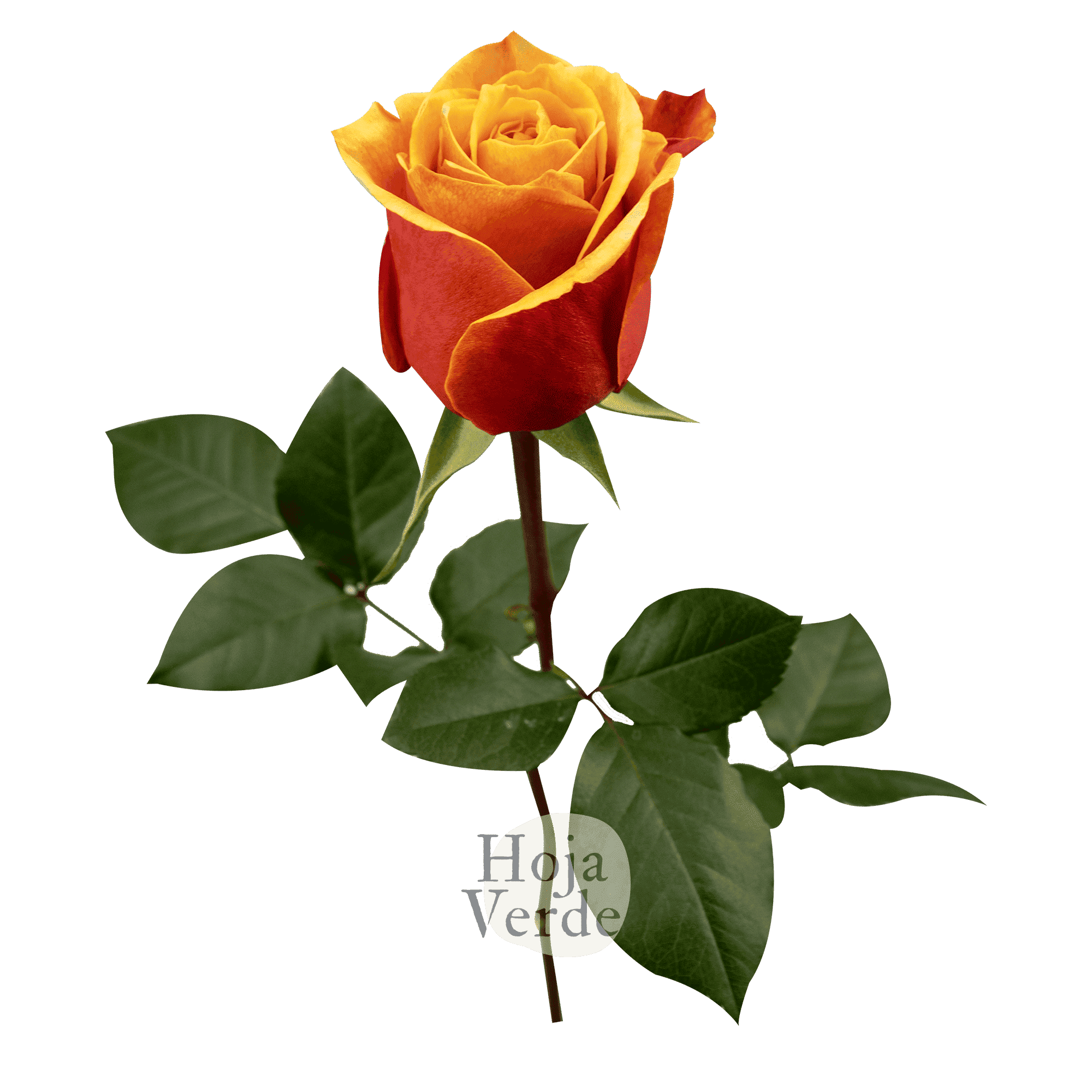 Cherry Brandy – Bicolor Yellow & Crimson Rose by Hoja Verde Ecuador