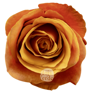 Cherry Brandy – Bicolor Yellow & Crimson Rose by Hoja Verde Ecuador