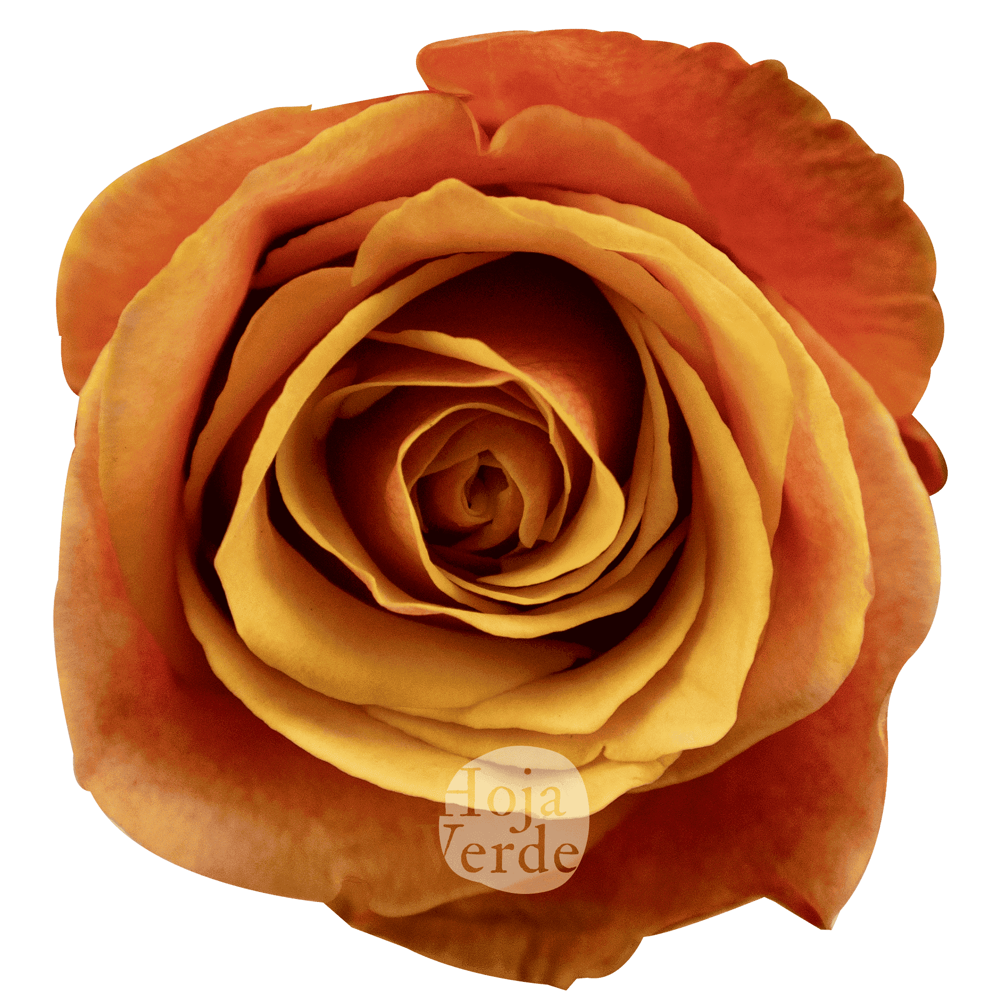 Cherry Brandy – Bicolor Yellow & Crimson Rose by Hoja Verde Ecuador