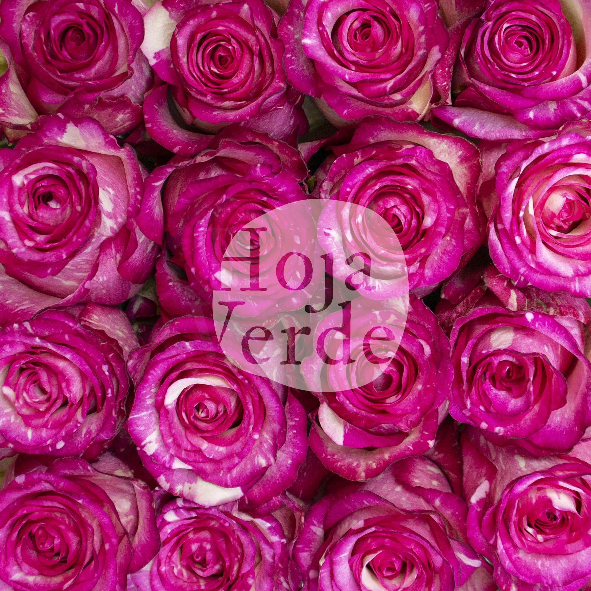 Clown rose by Hoja Verde with creamy white petals marbled in vivid hot pink streaks