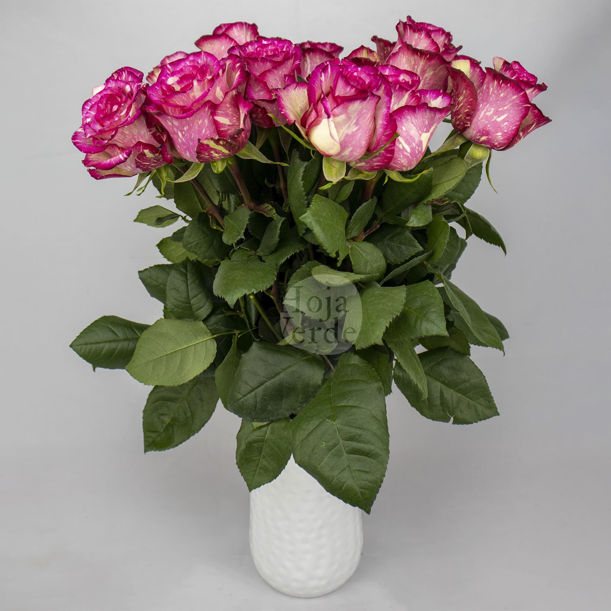 Clown rose by Hoja Verde with creamy white petals marbled in vivid hot pink streaks