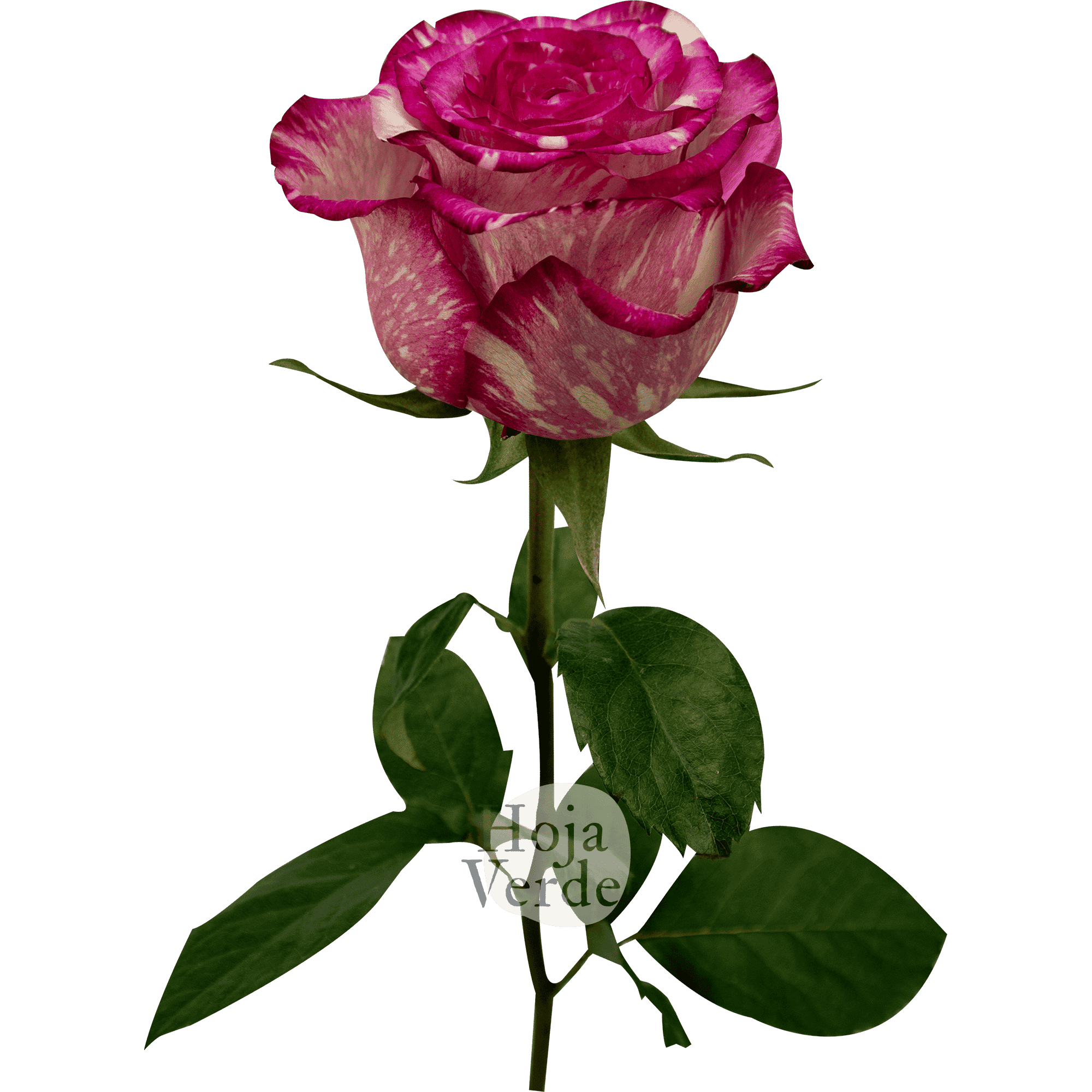 Clown rose by Hoja Verde with creamy white petals marbled in vivid hot pink streaks