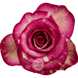 Clown rose by Hoja Verde with creamy white petals marbled in vivid hot pink streaks